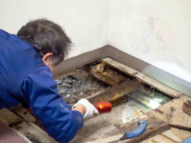 Best Mold Damage Repair  in Calabash, NC
