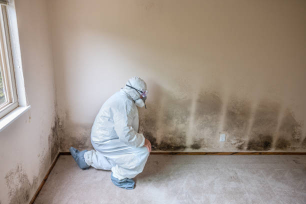 Mold Testing and Removal in Calabash, NC