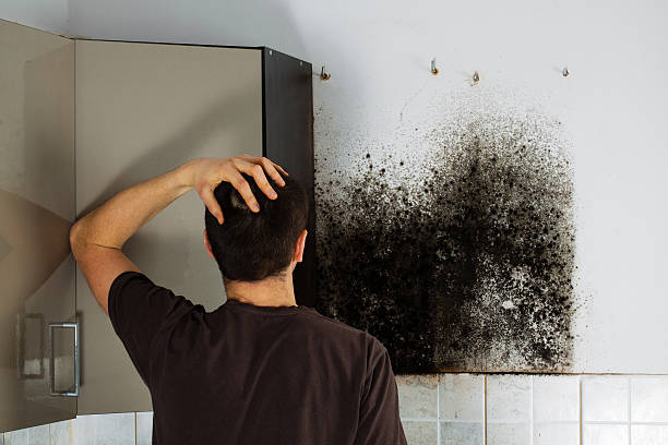 Reliable Calabash, NC Mold Removal Solutions
